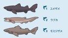 ＜サメクイズ・初級編＞「いちばん深い海で暮らしている」種類はどれ？意外と知らない“サメの不思議”3つ