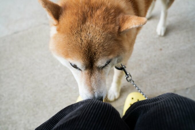 においをかぐ犬