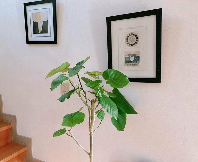 観葉植物1種類目