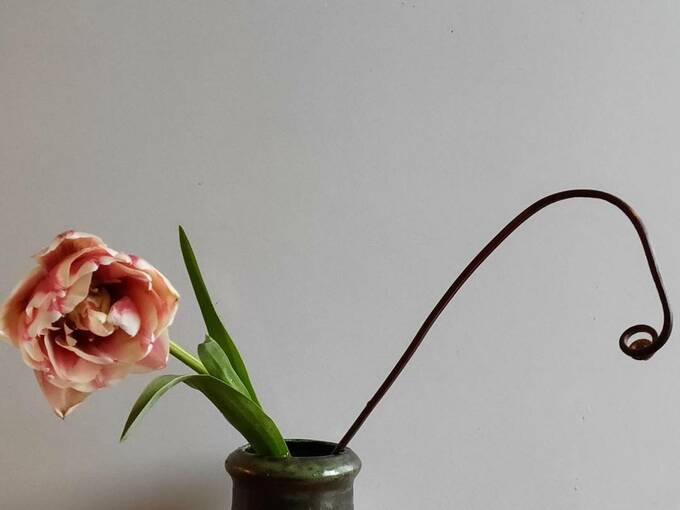 チューリップと小さなワラビ