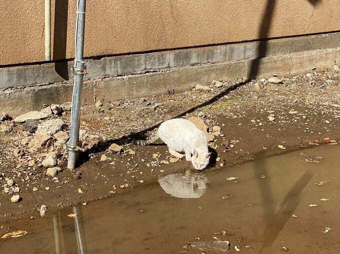 泥水を飲む猫