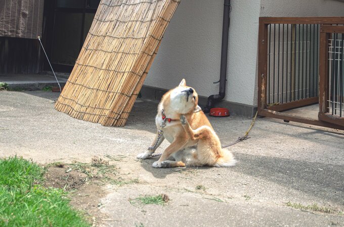 (2015年6月28日11時2分)