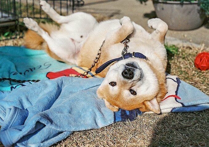 犬にとってどこが快適だろうかと悩ましい