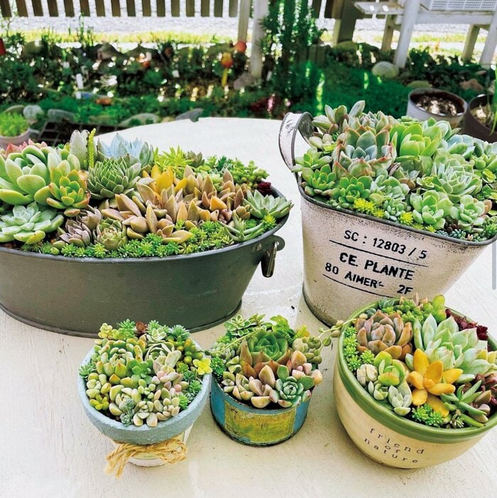 失敗しない「多肉植物の寄せ植え」。マグカップで手軽につくれる