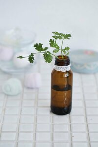 飾りながら育てるともっと楽しく!