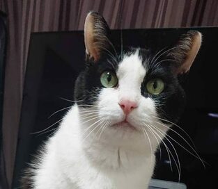 「猫がテレワークの邪魔を…」が各地で発生！でもかわいすぎて許す