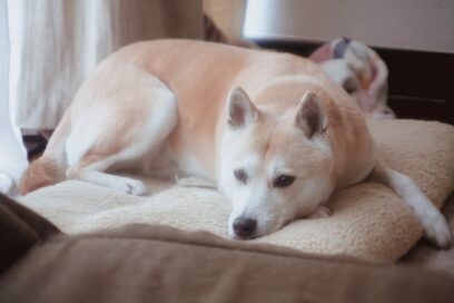 【保護犬マンガ】どんなに辛い過去が…。悲しいほどビビリだったわんこが今や！？