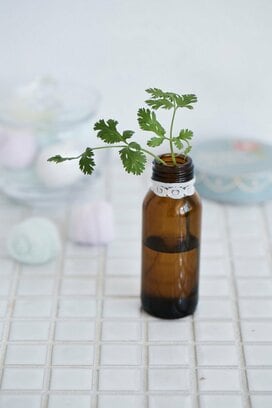 パクチー好きに朗報！パクチーは、根つきのものを選べばもう1回食べられる！