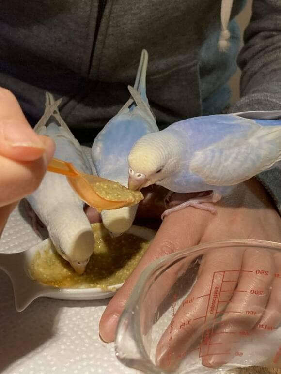 インコにさし餌