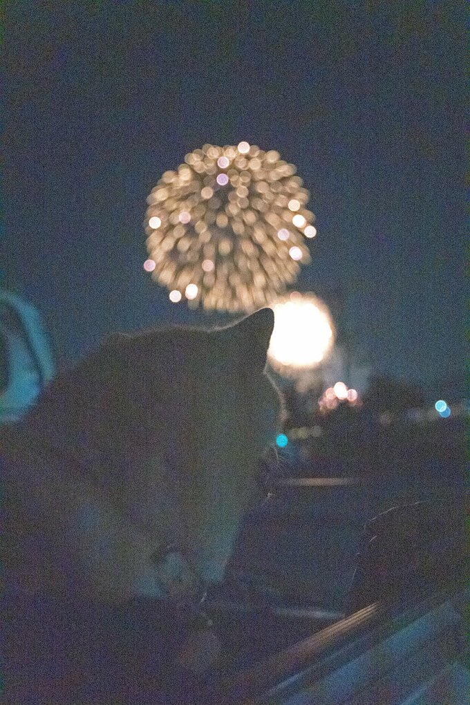 犬と花火