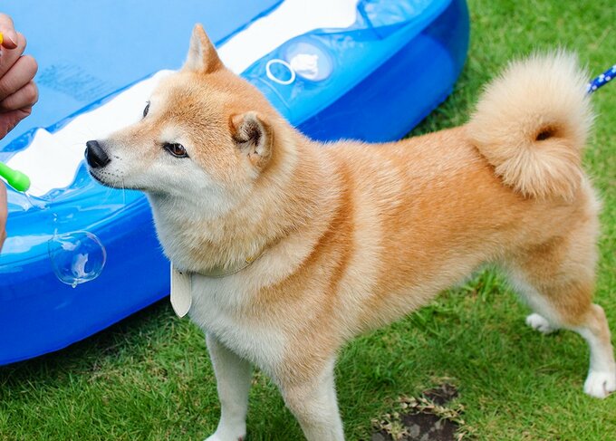 妹がくれたお土産のひとつ