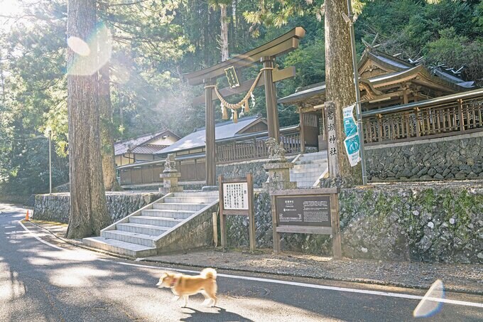 犬と神社