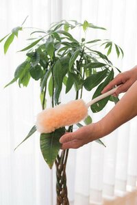 ハンディーモップで葉のホコリを払う