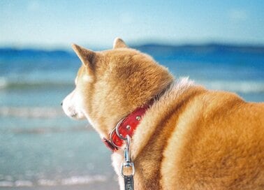 初めて犬と訪れた和歌山の海。はしゃぐ姿が超絶かわいい
