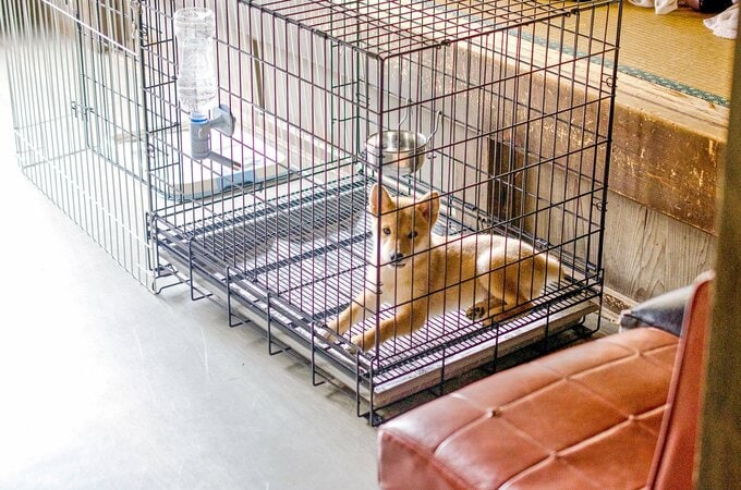 2014年8月16日の犬