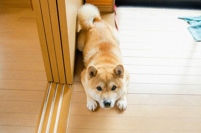 伏せる犬