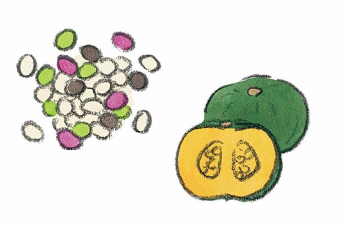 豆とカボチャのイラスト