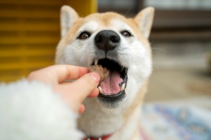元気に食べる犬