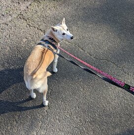 大切な犬が迷子にならないために。保護犬との暮らしで実践する4つのこと