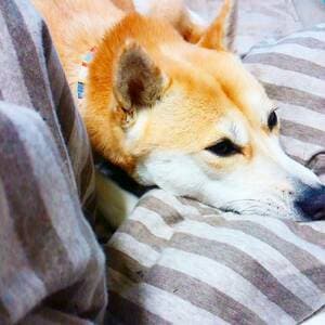かまってほしいなあ~。チラッ