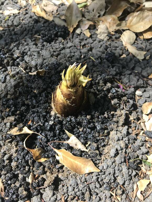 生えているタケノコ