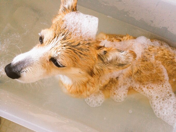 愛犬をシャンプーしている様子