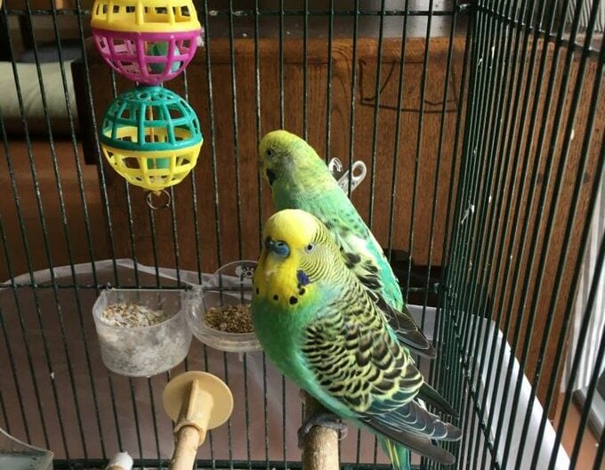 セキセイインコ2羽