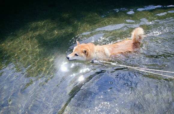 夏には近くの川で泳ぐ