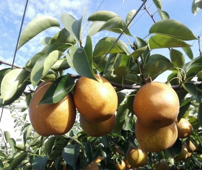 王秋（おうしゅう）