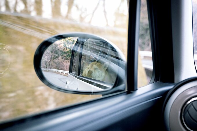クルマのミラーにうつる犬