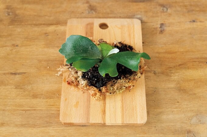 ビカクシダの苗