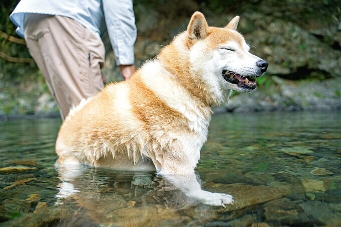 川遊びする犬