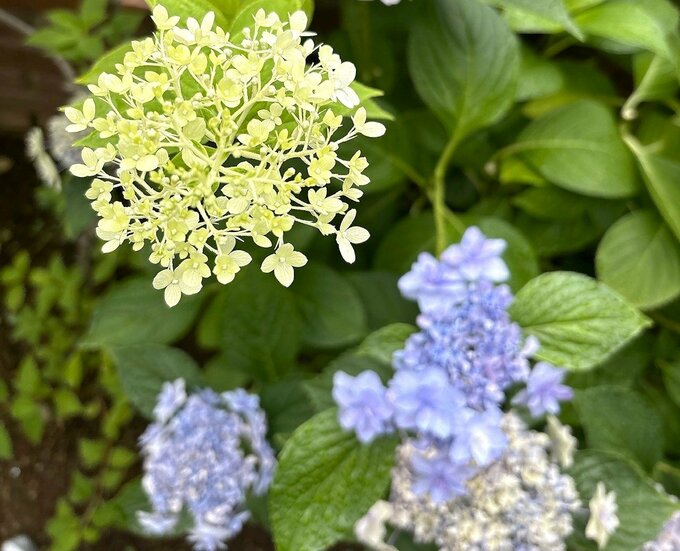 家のアジサイ。以前は夫に剪定（せんてい）をお願いしても「あとでやるね」という感じでしたが、今はすぐに手入れしてくれます