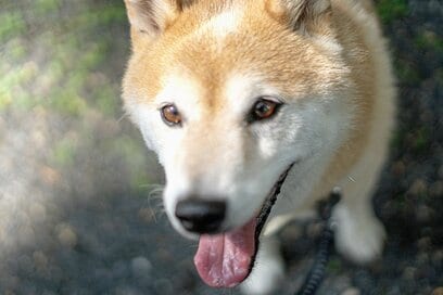 犬と高野山へお出かけ。新しく買った靴と食器台と“心の休息”