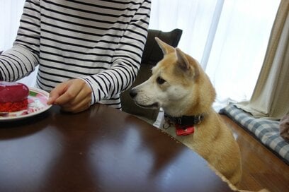 【保護犬マンガ】寝てると無限ぺろぺろ…。“舐め魔”のわんこに死んだふりで対応してみたら…？