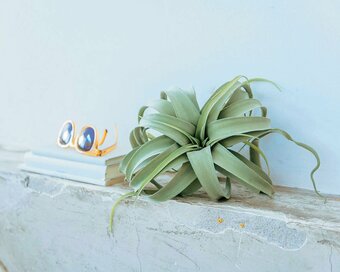 ニトリの雑貨で季節を楽しむ！本物みたいなエアプランツも1000円以下