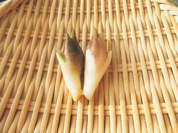 【春のベランダ菜園】日当たりが悪ければ、半日陰でも育つ「ミョウガ」にトライ！