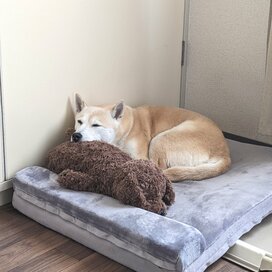わんこに犬型ぬいぐるみを渡したら…予想外の2匹の関係に悶絶
