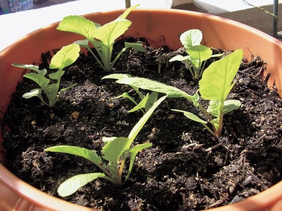 間引き＆増し土