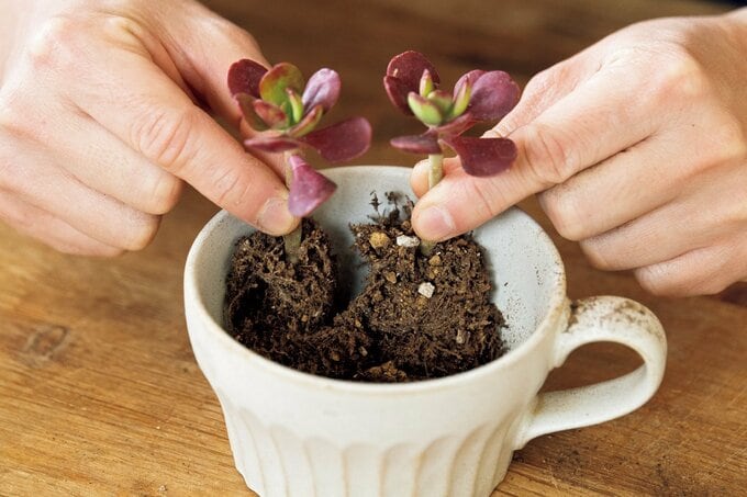 多肉植物を植える