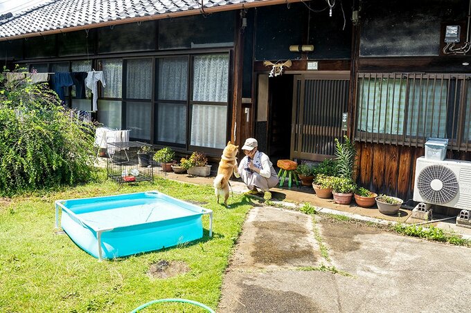 プールから出た犬