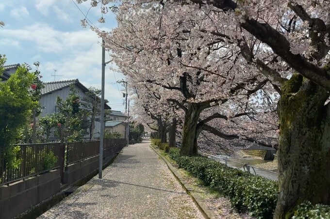 桜並木