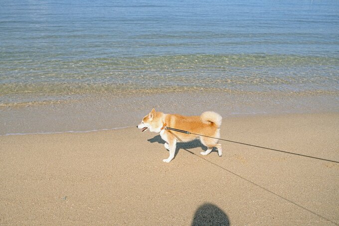 海と犬