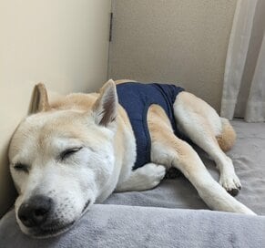 保護犬と暮らして約9年。暑さとともに増える「薬」に思うこと