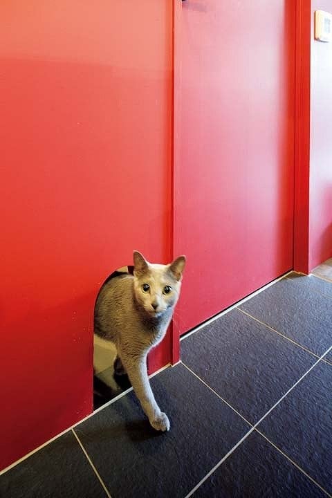 猫トンネルから出てきた猫