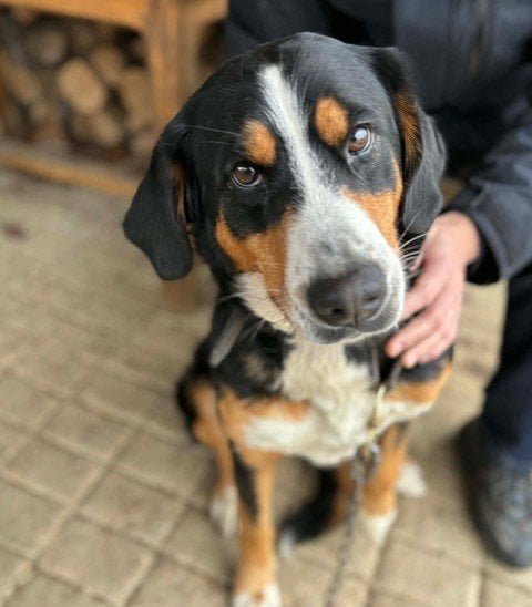 こちらを見上げる犬の画像