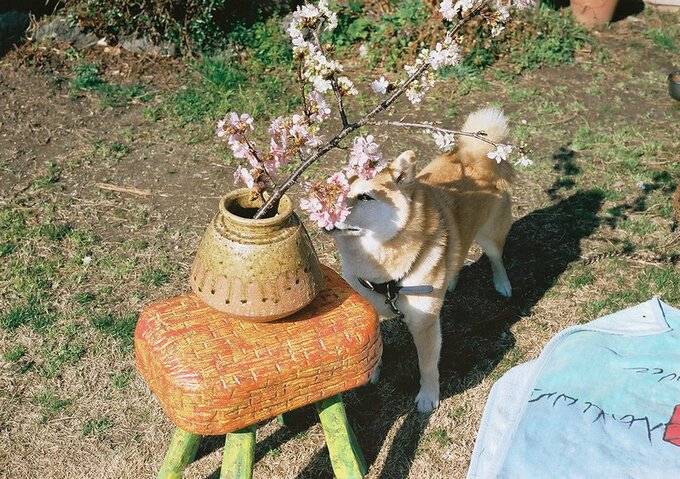 熱心に花の匂いを嗅ぐ犬