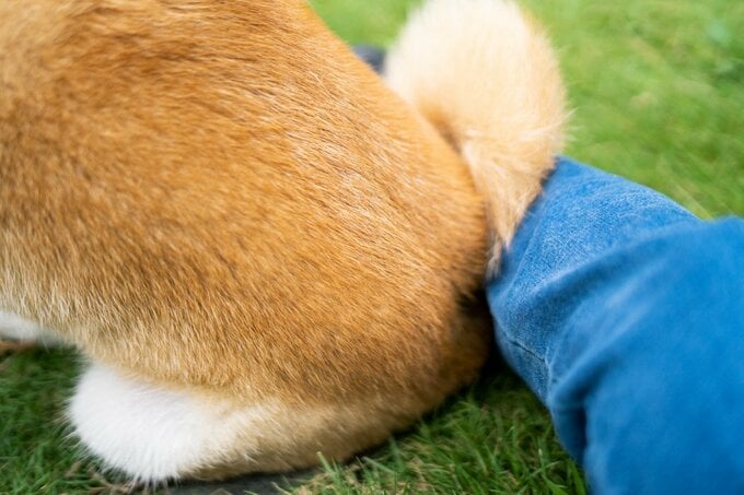 犬のお尻