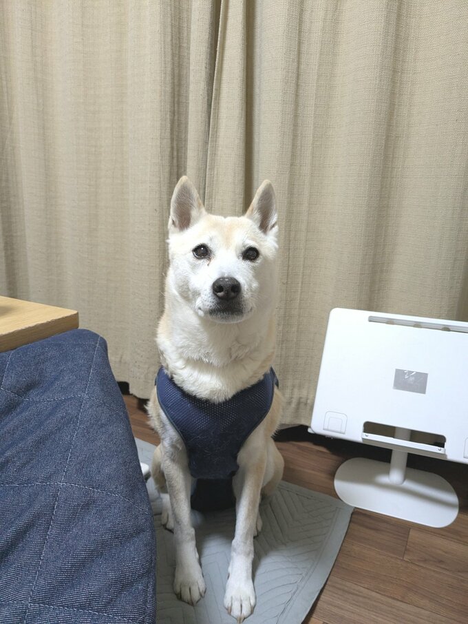 ポーズをとるふうちゃん