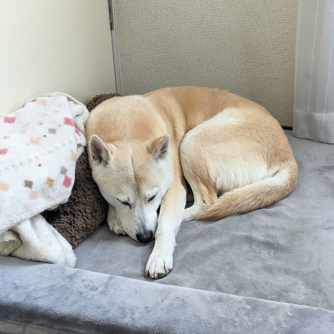 犬